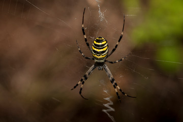 Spider Arachnophobia Macro Fear Wildlife