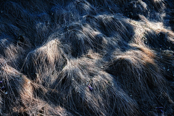 Scenic image of dry grass in sunlight.