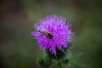 Bee Honey Macro Flower Natural