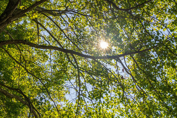 A sunburst through the tree top shot from down below