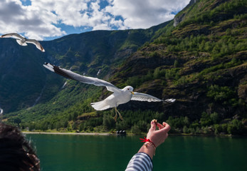 Fototapeta premium Seagull catching his food from a hand. Flam(Flom), Norway, july 2019