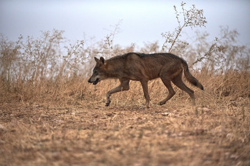  wolf  Iberian 
