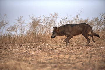 wolf  Iberian 