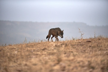 Fototapeta na wymiar wolf Iberian 