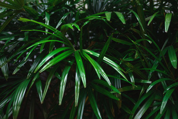 Background of the tropical leaves