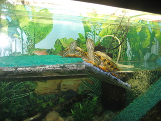 Red-eared turtles in the aquarium 2