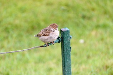 A little birg perched on a wire