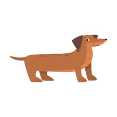 Dachshund dog. Raster illustration in flat cartoon style