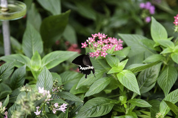 Butterflies entomology