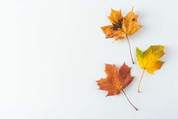 Autumn maple leaves isolated on white with copy space. Colorful composition of fall leaf.