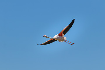 Flying pelican against blue sky. Amazing and majestic bird, very colorful, pink and orange.