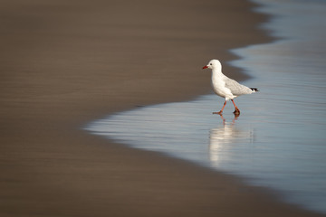 Young seagull on the beach. Cute and curious bird, walking on wet sand. Isolated natural shot. Reflection in the water.