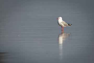 Young seagull on the beach. Cute and curious bird, walking on wet sand. Isolated natural shot. Reflection in the water.