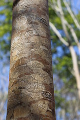 Tree bark with blue sky and forest background