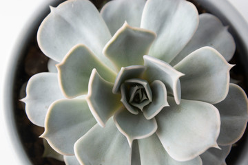 Detail of green echeveria succulent plant.
