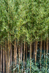 Naklejka premium Bambou