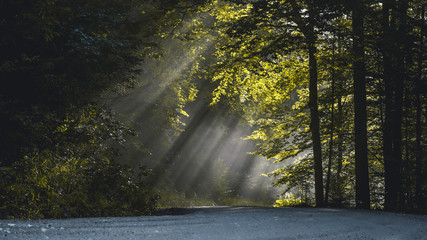 Sonnenstrahlen im Wald
