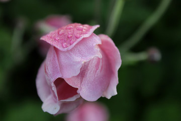 Close up of closed pink flower covered in morning dew