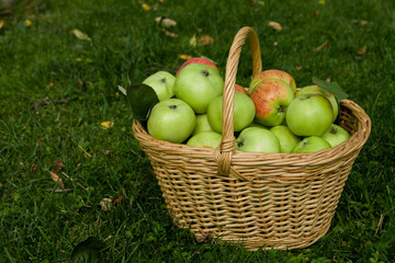 Harvest of ripe apples in a basket on the grass