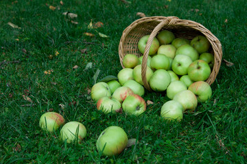 Harvest of ripe apples in a basket on the grass