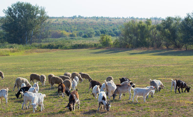 Obraz premium A herd of goats and sheep. Animals graze in the meadow. Pastures of Europe.