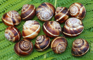 Shells of grape snails against the background of green leaves
