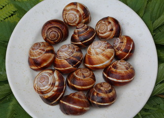 Shells of grape snails on a round plate
