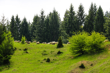 Sheep graze on green hills surrounded by large trees, mountain landscape, nature background.