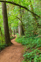 Fototapeta premium USA, Washington State, Battle Ground Lake State Park. Hiking trail through the forest.