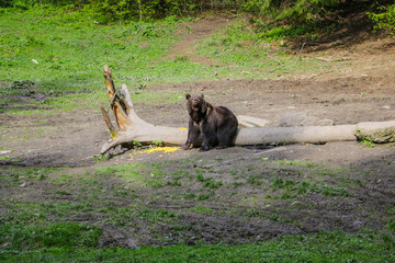 A wild bear stands in a small meadow and looks deep into the forest, animals in the daytime, a log in the meadow.