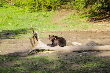 Wild bear sits in a clearing on a small log and eats corn, animals.