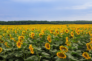 Obraz premium Sunflower field