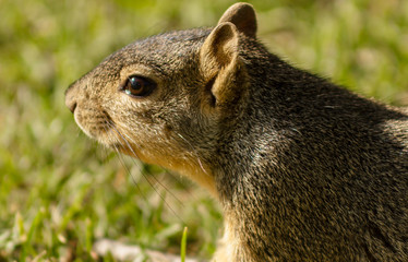 Squirrel