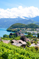 Fototapeta premium Beautiful Alpine village Spiez located by Lake Thun in Switzerland photographed in the summer season. Green vineyard on the adjacent slopes. Swiss landscape. Peaks of the Alps in the background