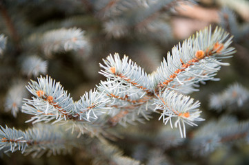 Winter is coming. Branches of pine spruce close up. Coniferous evergreen spruce tree. Symbolizing immortality and eternal life. Spruce or conifer plant. Spruce fir or needles on natural background