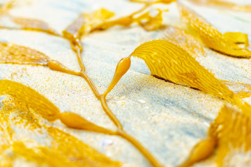 Yellow beautiful seaweed on the beach in California. seaweed in the sand. © Vantsura