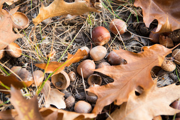 Symbol of fall. Close up ripe acorns and oak leaves on ground. Autumn forest concept. Gifts of fall. Nature beauty. Cute acorns. Many little acorns backdrop. Autumnal cozy background © be free