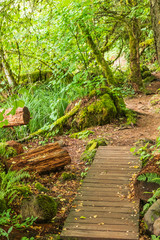 USA, Washington State, Battle Ground Lake State Park. Hiking trail through the forest.