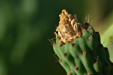 Closeup of a green prickly pear cactus with spines and an immature prickly pear fruit with dry bloom against green background in Sicily