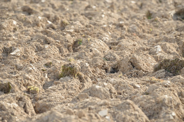 Arable land in the countryside. Farmland landscape. View of agricultural land prepared for sowing. Plowed and harrowed ground. Soil recently ploughed for new season.