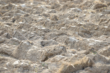 Arable land in the countryside. Farmland landscape. View of agricultural land prepared for sowing. Plowed and harrowed ground. Soil recently ploughed for new season.