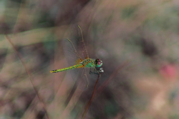 Macro photography of a dragonfly.