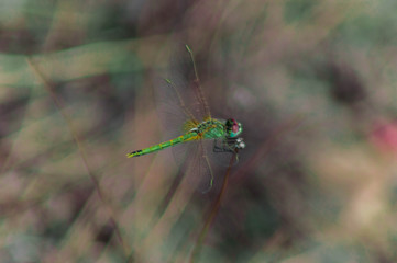 Macro photography of a dragonfly.