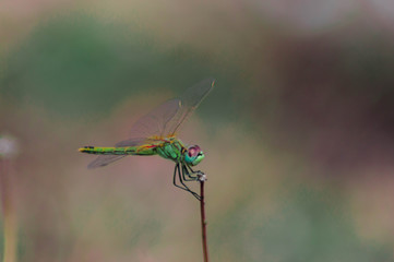 Macro photography of a dragonfly.