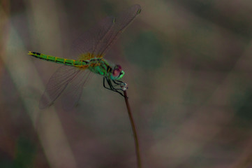 Macro photography of a dragonfly.