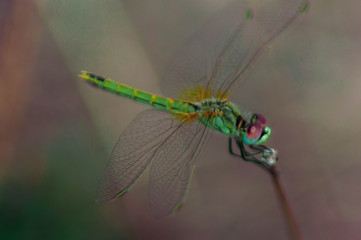 Macro photography of a dragonfly.