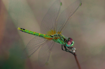 Macro photography of a dragonfly.