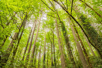 USA, Washington State, Battle Ground Lake State Park. View of the forest.