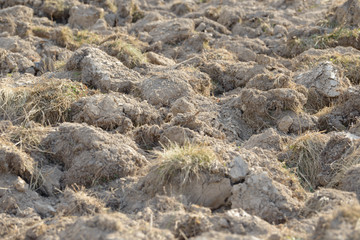 Arable land in the countryside. Farmland landscape. View of agricultural land prepared for sowing. Plowed and harrowed ground. Soil recently ploughed for new season.