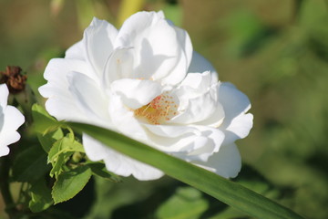 Obraz na płótnie Canvas fleur blanche jolie